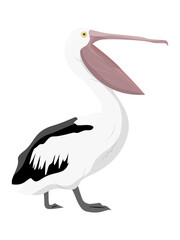 Large white pelican with a open beak. Wild birds of Australia, New Guinea and Indonesia. Vector realistic animal