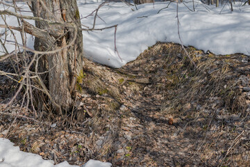Thawed patch at the forest edge with semi-melted snow and bare trees and dry leaves.