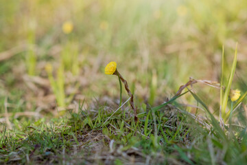 Close-up of a coltsfoot flower among green grass in spring.
