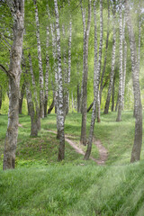 Birch grove with lush vegetation and a footpath with sunbeams falling from the side.