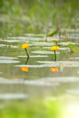 A pair of yellow water lily or spatterdock flowers floating on the water surface with reflections among the green round leaves.
