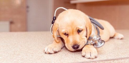 Little sleepy dog labrador as a vet wearing stethoscope lying on the table in the...