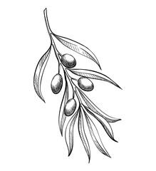 Olive branche, hand-drawn engraving vector illustration isolated on white. Leaves and black fruits in sketch style