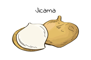 Hand drawn of two jicamas