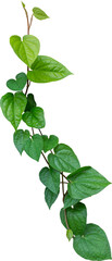 Betel leaves, Greenery plants