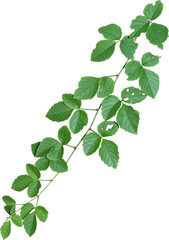 Vine plant, green leaves