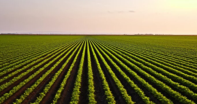 Green agricultural carrot field farm at sunset
