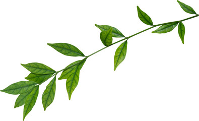 Green Leaf, Plant leaves. - 522429847