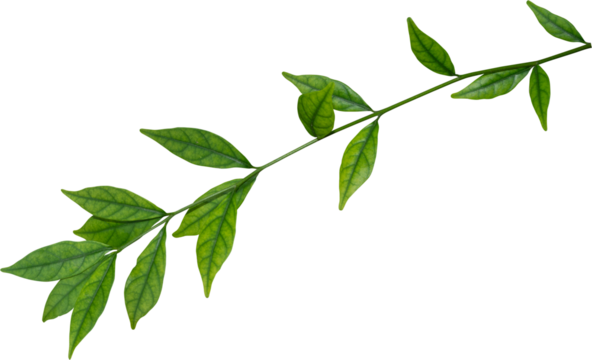 Green Leaf, Plant leaves.