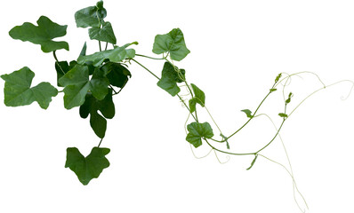 Green leaves of Vine plant ivy (Coccinia grandis) - 522430085