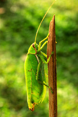 Green grasshoppers are invertebrate insects. animals in nature macro photography green background Look at the wings and body details. Creatures can jump, look very close vertical and horizontal image