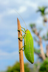 Green grasshoppers are invertebrate insects. animals in nature macro photography green background Look at the wings and body details Creatures can jump look very close, vertical and horizontal images.