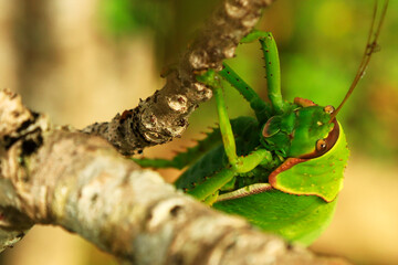 Green grasshoppers are invertebrate insect animals in nature macro photography green background Look at the wings and body details. Creatures can jump, look very close, vertical and horizontal images.