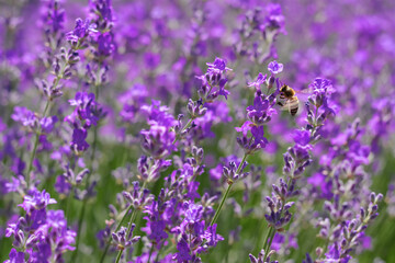 Bee on beautiful blooming lavender in field, closeup