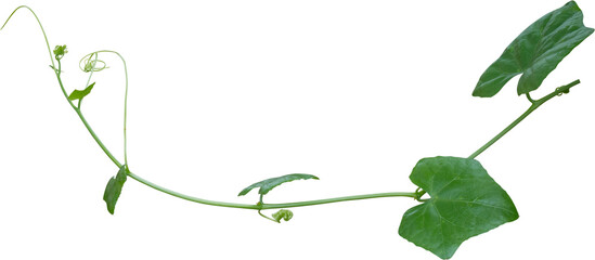 Green leaves of Vine plant ivy (Coccinia grandis)