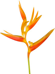 Bird of Paradise Flower