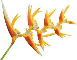Bird of Paradise Flower