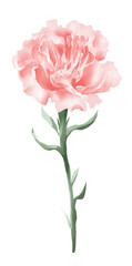 carnation flower watercolor style