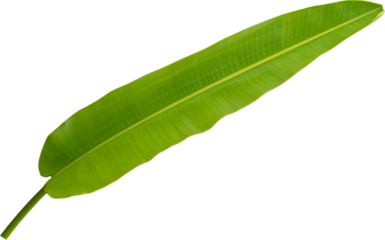 Banana leaves on background transparent (png file.)