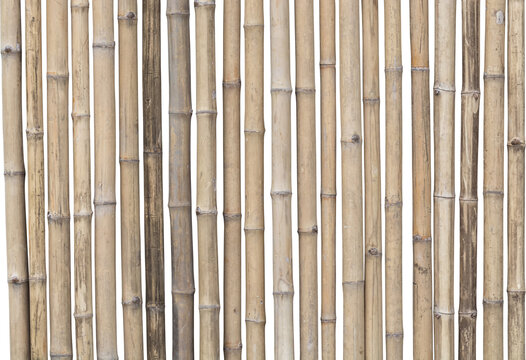 Bamboo Wall In Transparent Background.