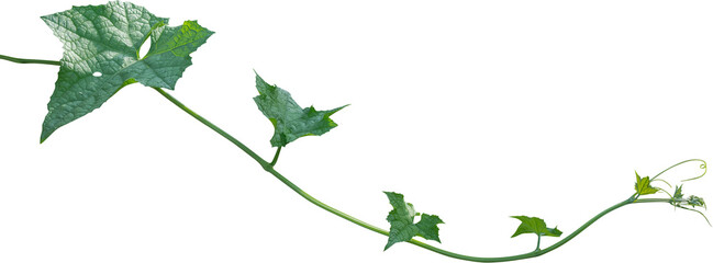 Green leaves of Vine plant ivy (Coccinia grandis)
