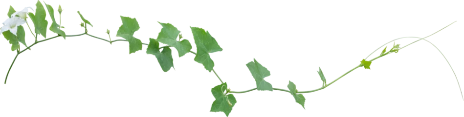 Ingelijste posters Green leaves of Vine plant ivy (Coccinia grandis) © Ammak