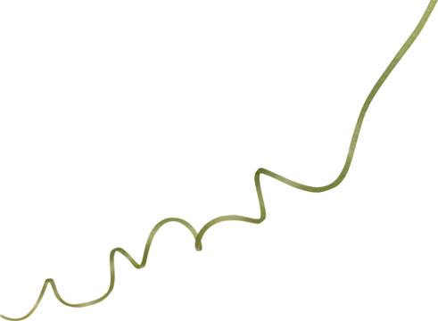 Twisted liana, Vine spring fresh green isolated