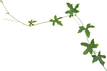 Vine plant, green leaves transparent