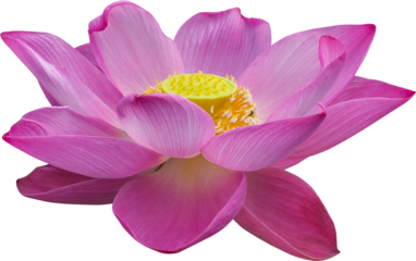 lotus flower isolated