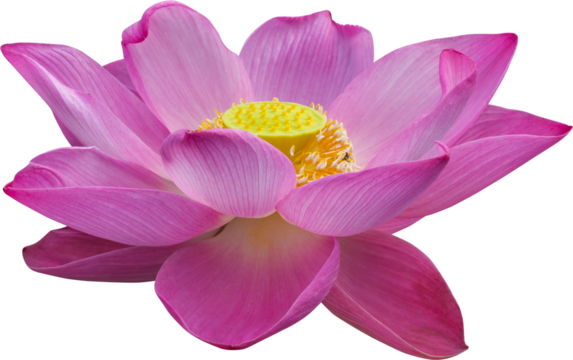 lotus flower isolated