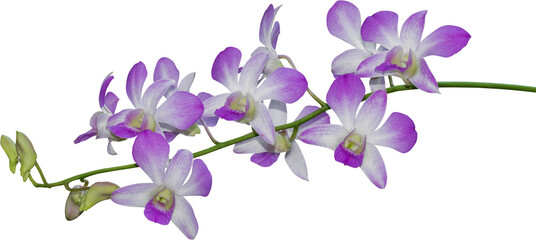 Naklejka na ściany i meble Orchid flower
