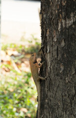 Lizards - Reptiles and eat insects. Climbing trees in search of food to save lives. It is a ferocious and frightening beast. and is an insectivorous animal for the ecosystem