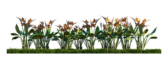 A 3d rendering image of birs of paradise on green grasses field