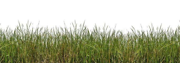 isolated wild grasses