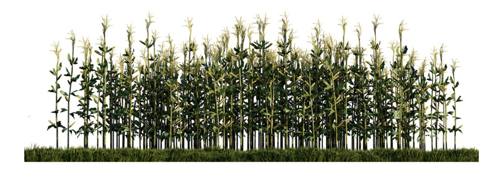 a 3d rendering image of corn on green grasses field