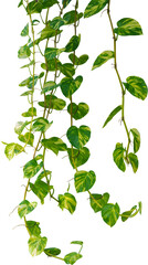 Vine plant, green leaves transparent