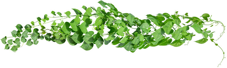 Vine plant, green leaves