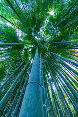 風に揺れる高く伸びた竹林に木漏れ日が見え隠れします
The sunlight filtering through the trees can be seen and hidden in the tall bamboo grove swaying in the wind.