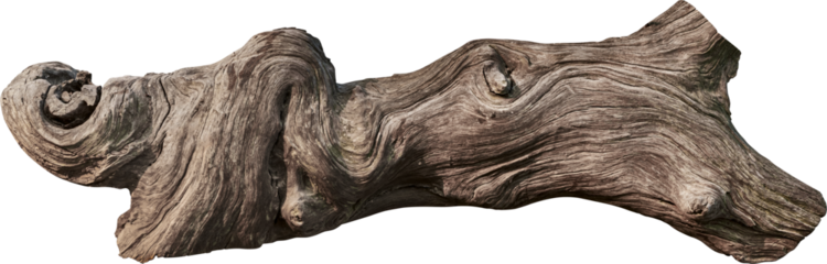 Tree trunk, branch tree dry cracked dark bark transparent