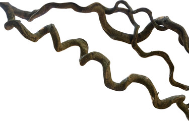 twisted liana