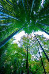 秋の京都では竹林の緑と紅葉の赤や黄色のコントラストが鮮やかです
In Kyoto in autumn, the contrast between the green of the bamboo grove and the red and yellow of the autumn leaves is vivid.