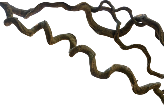 twisted liana