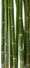 bamboo wall in transparent background.