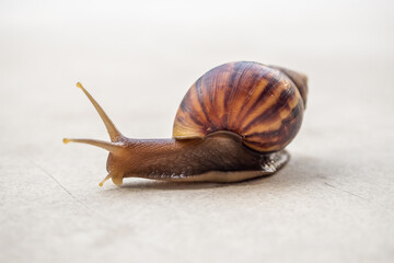 big helix snail on concrete floor close up