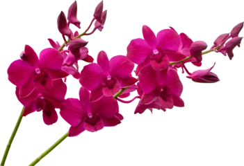 Deurstickers Orchid flower © Ammak