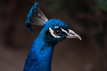 close-up portrait head peacock, beautiful blue bird, natural background