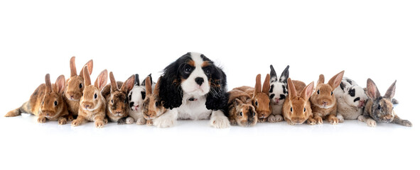 group of rex rabbits and dog