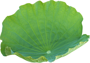 Lotus leaf
