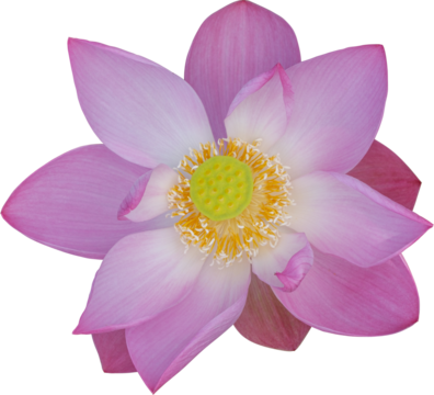 lotus flower isolated