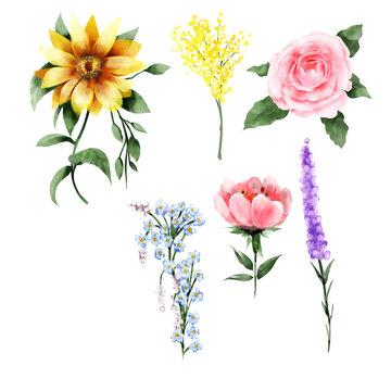 Set of wild flower watercolor style